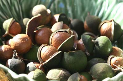 macadamia nuts