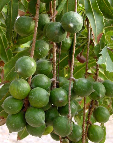 macadamia nut tree